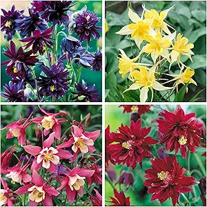 Aquilegia Columbine for planting in flower bed