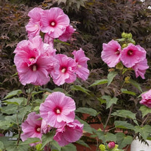 Heirloom Non-GMO Dark & Hellrosa Swamp Mallow Seeds prized for beautiful Wetland Flower Displays