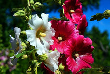 Mixed Hollyhock Flower Alcea rosea for planting in flower bed