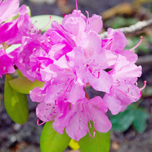 Azalea Flower ��������� Rhododendron spp. ��������� for planting in dark pink garden