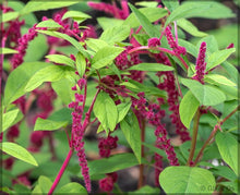Love Lies Bleeding Amaranthus (Amaranthus caudatus) seeds for colorful flower beds