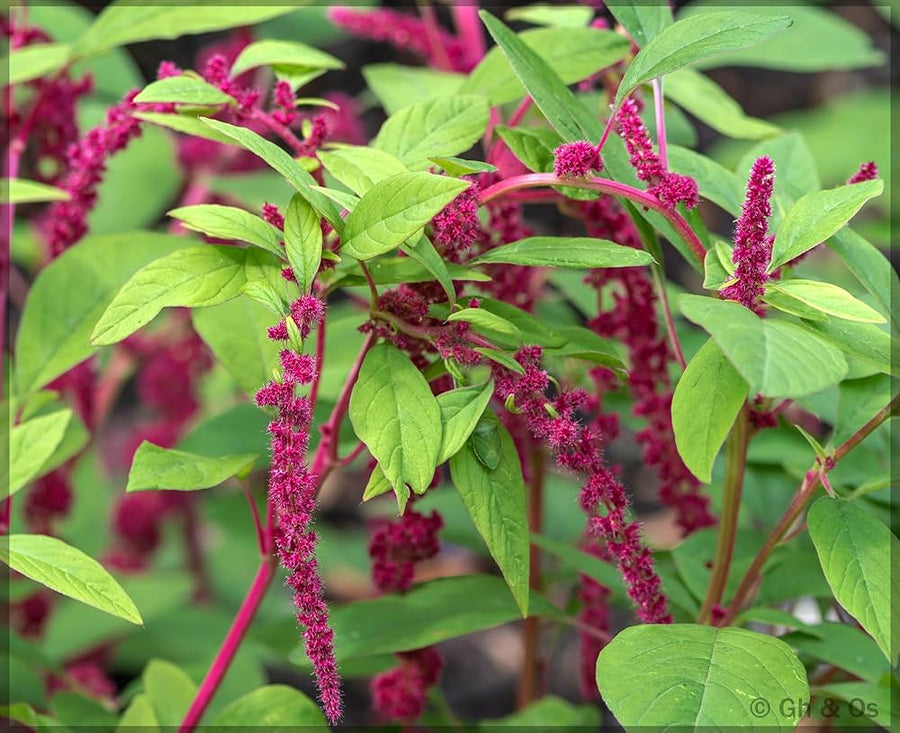 Love Lies Bleeding Amaranthus (Amaranthus caudatus) seeds for colorful flower beds