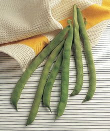 Kentucky Wonder Bean Seeds for productive rows in the Vegetable Garden