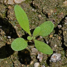 Alyssum Seeds (Lobularia maritima) for a lasting display in the Flower Bed