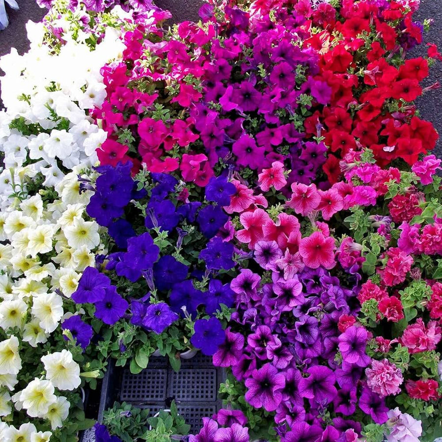 Petunia Mixed Colors Petunia spp. for planting in flower bed