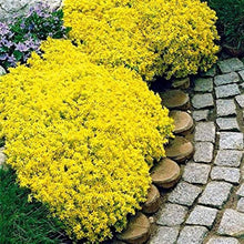 Yellow rock cress flower seeds