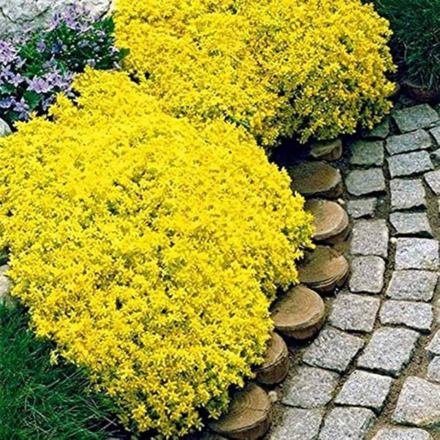 Yellow rock cress flower seeds