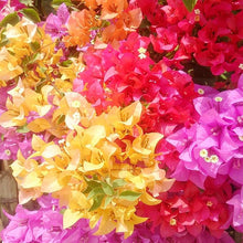 Bougainvillea Bougainvillea spectabilis flower seeds for planting in home garden climbers