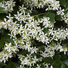 Jasmine Seeds (Jasminum sambac) for colorful blooms in the indoor pots or garden trellises