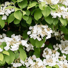 Climbing Hydrangea Seeds (Hydrangea anomala) for trellises and fences in the Garden & Trellis
