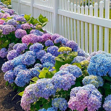 Hydrangea Mixed Seeds (Hydrangea spp.) for vertical growth across the Flower Urban Garden