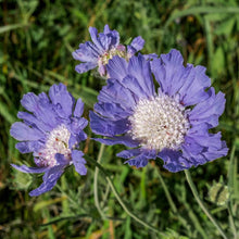Blue Scabiosa Seeds for seasonal color across the pollinator gardens