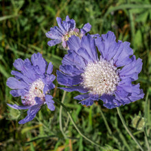 Light Blue Scabiosa Flower Seeds â€“ Long-Blooming Perennial