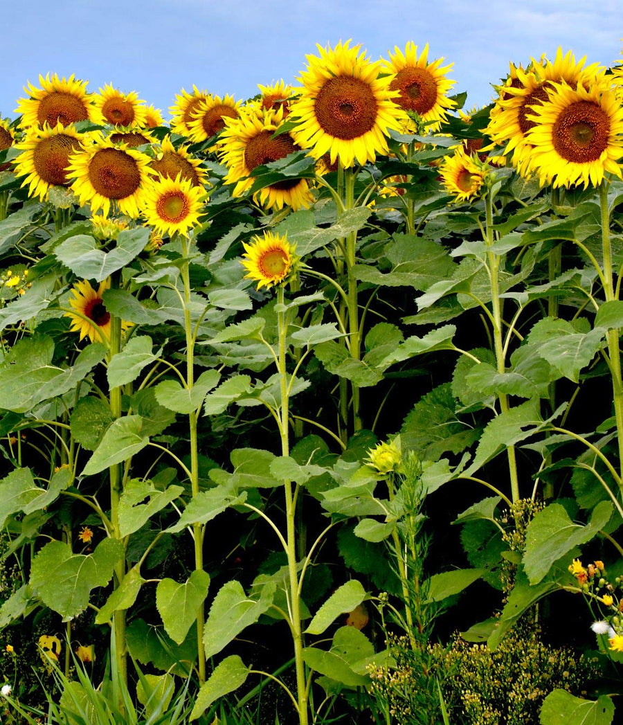 Mixed Sunflower Seeds Helianthus annuus for planting in flower bed
