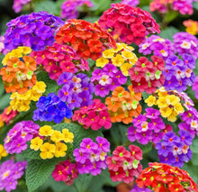Lantana Camara Mixed Seeds (Blumensamen mischen) for growers seeking a long-blooming display