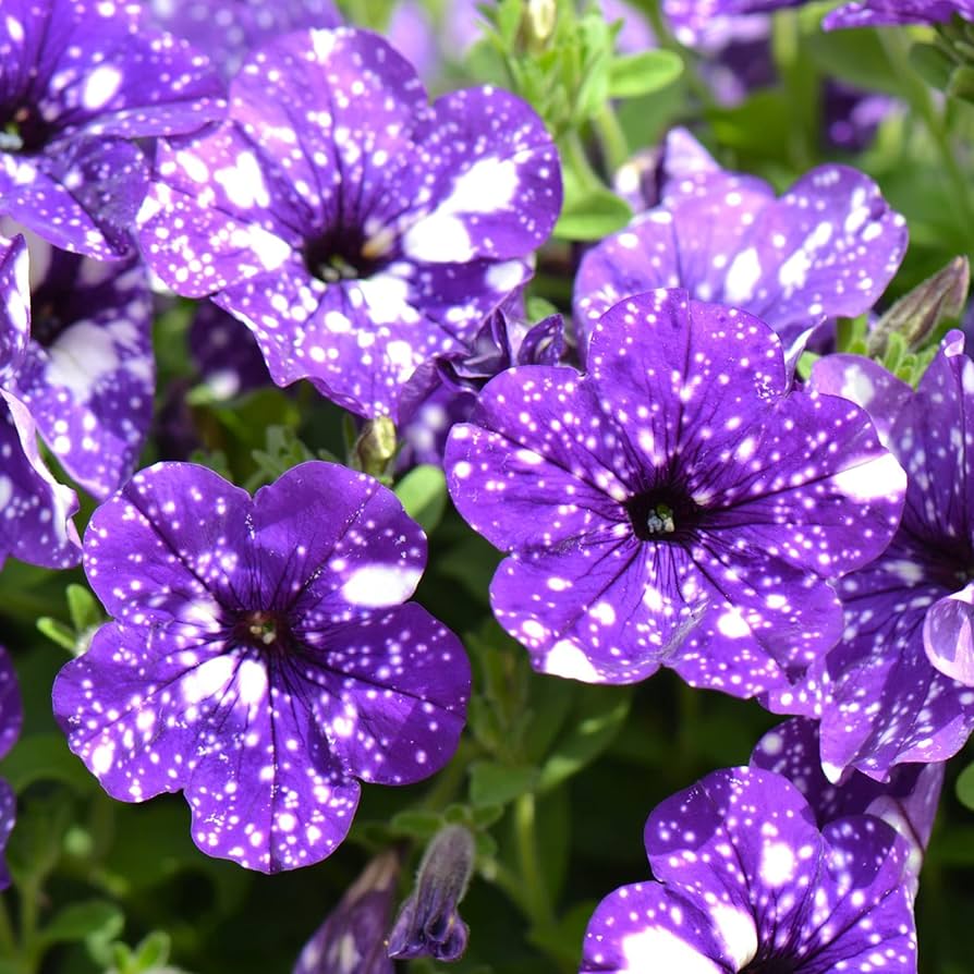 Rare Petunia Petunia spp. Seeds for planting in flower bed