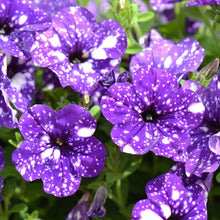 Rare Petunia Petunia spp. Seeds for planting in flower bed