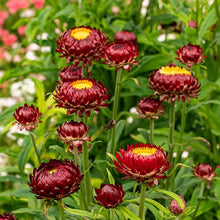Helichrysum Red King Seeds for growers filling out the Vibrant, Long-Lasting Blooms in Your Garden
