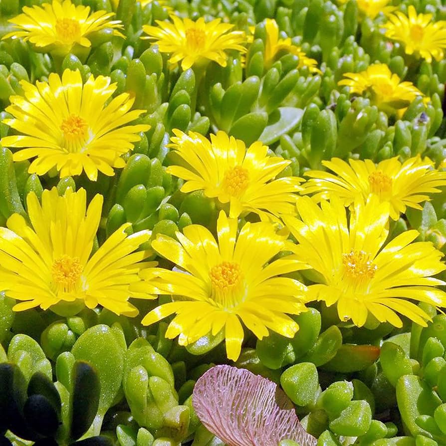 Ice Plant Yellow Flower Seeds