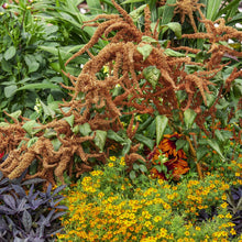 Amaranthus Seeds (Amaranthus cruentus) for a bright addition to the vegetable patch urban garden