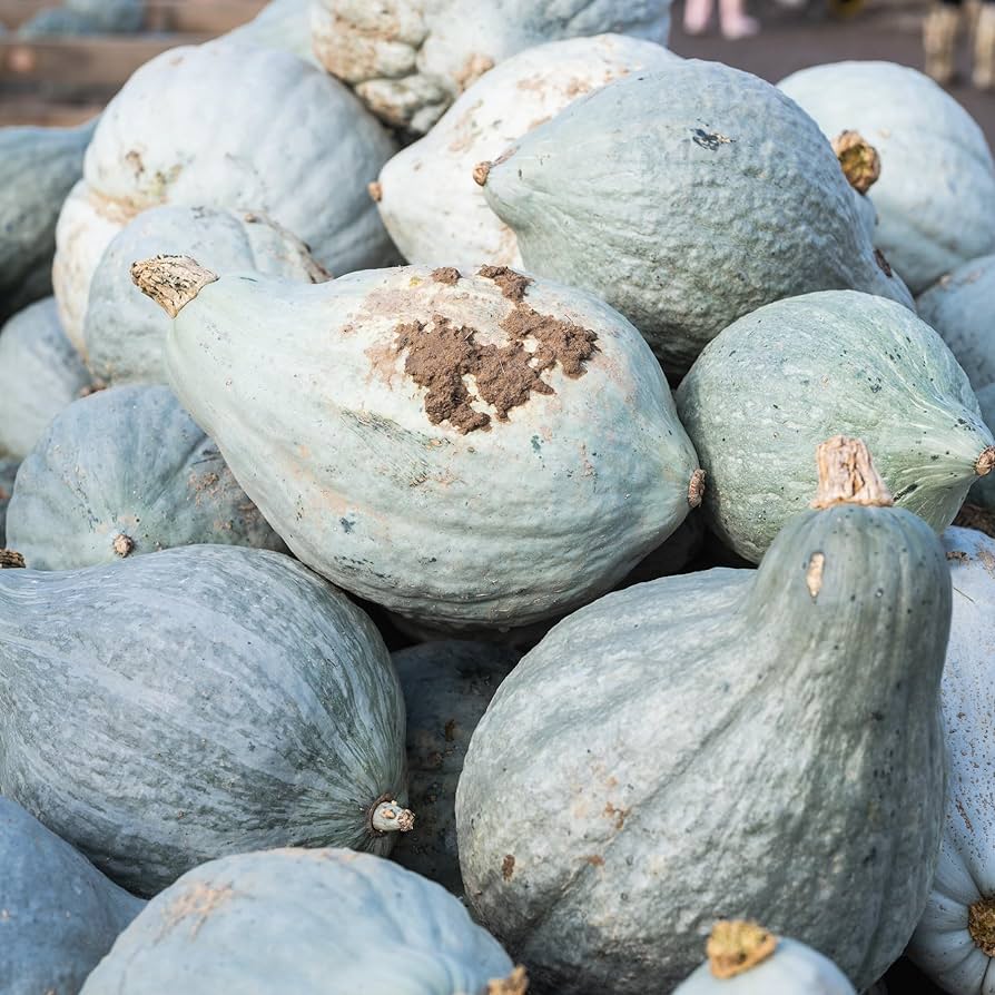 Blue Hubbard Pumpkin (Cucurbita maxima) seeds for planting in home garden