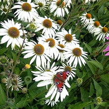 White Coneflower Echinacea Seeds prized for beautiful White Blooms