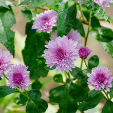 Chrysanthemum Seeds for a colorful addition to any planting