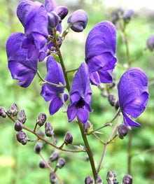 Monkshood Seeds (Aconitum spp.) for a lasting display in the Flower Bed