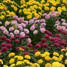 Chrysanthemum Mixed Colors Four Seasons Seeds for growers seeking a long-blooming display