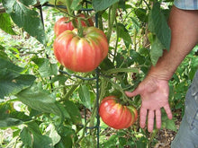 Heirloom Beefsteak Tomato Seeds (Solanum lycopersicum) for productive rows in the Home Vegetable Gardens