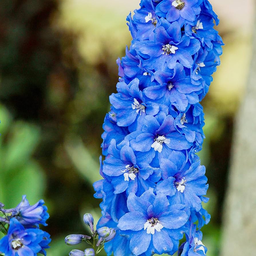 Delphinium "Ajacis" (Consolida ajacis) for planting in flower garden