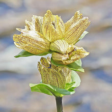 Gentiana Punctata Seeds (Gentiana punctata) for colorful blooms in the woodland or rock gardens