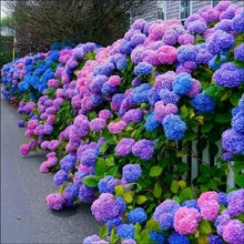Hydrangea Seeds (Hydrangea macrophylla) for climbing cover in the Flower Bed & Garden