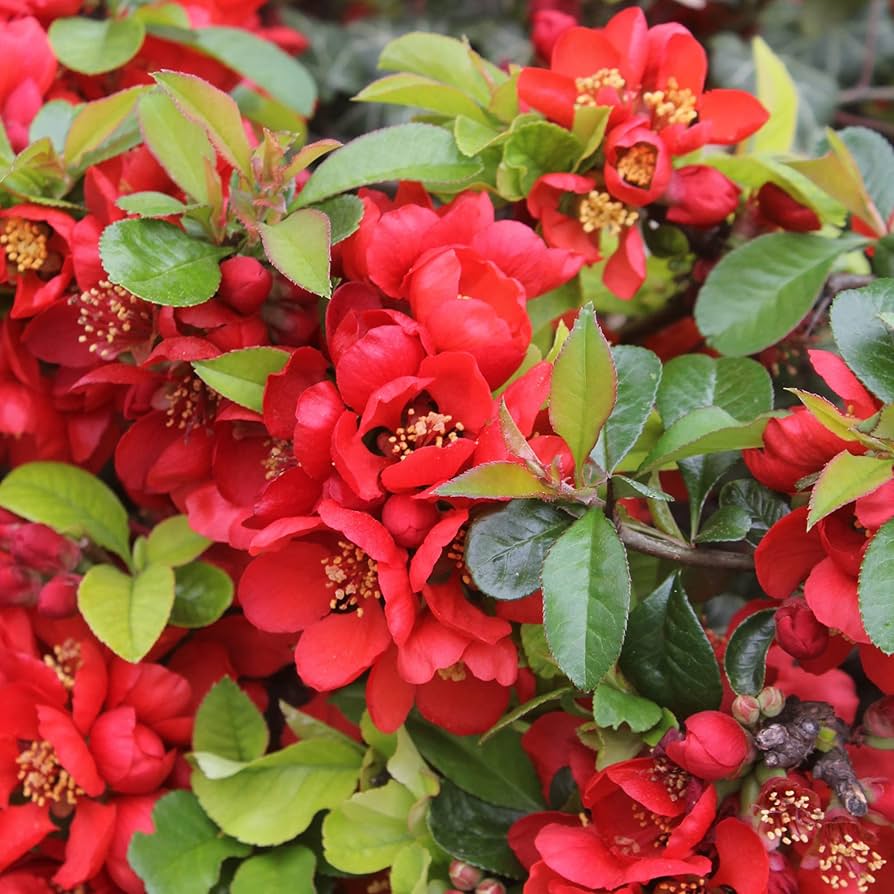 Japanese Quince ��������� Chaenomeles japonica ��������� for flowering shrub garden