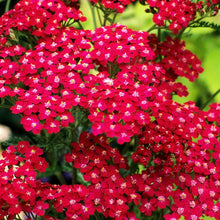 Heirloom Non-GMO Fun Red Yarrow Seeds