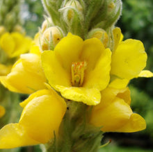 Woolly Mullein Seeds for a colorful addition to any planting