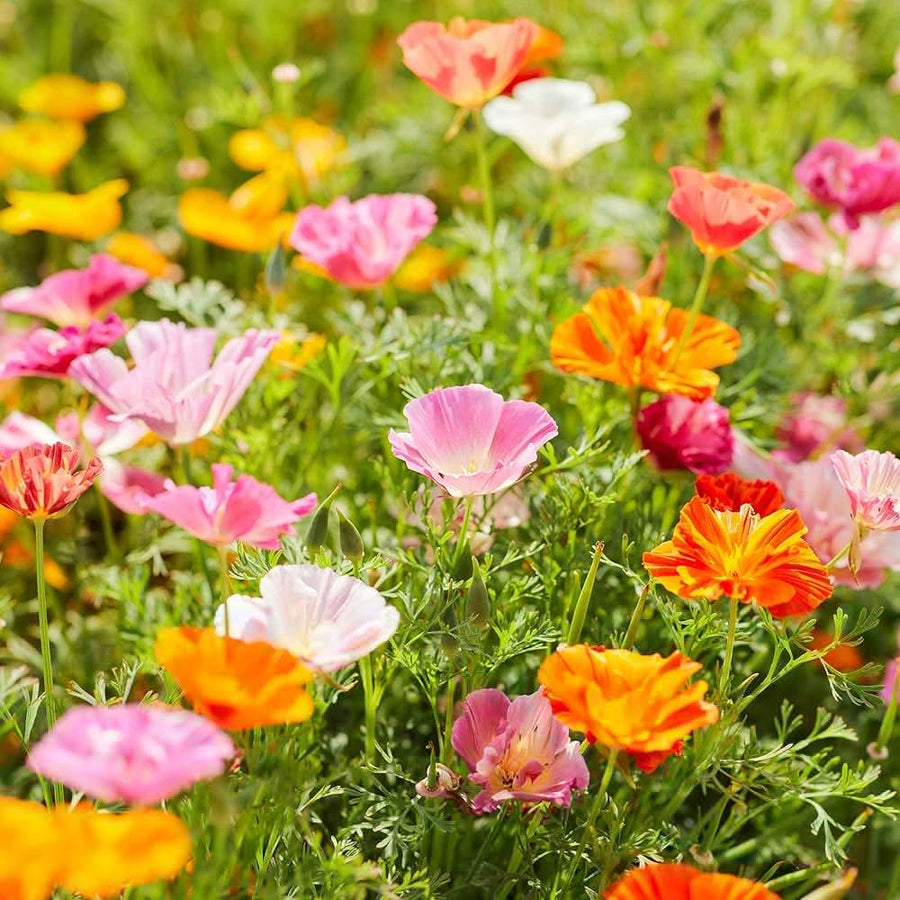 Poppy Eschscholzia Californica California Flower Seeds for Planting – Drought-Tolerant Blooms for Wildflower Gardens