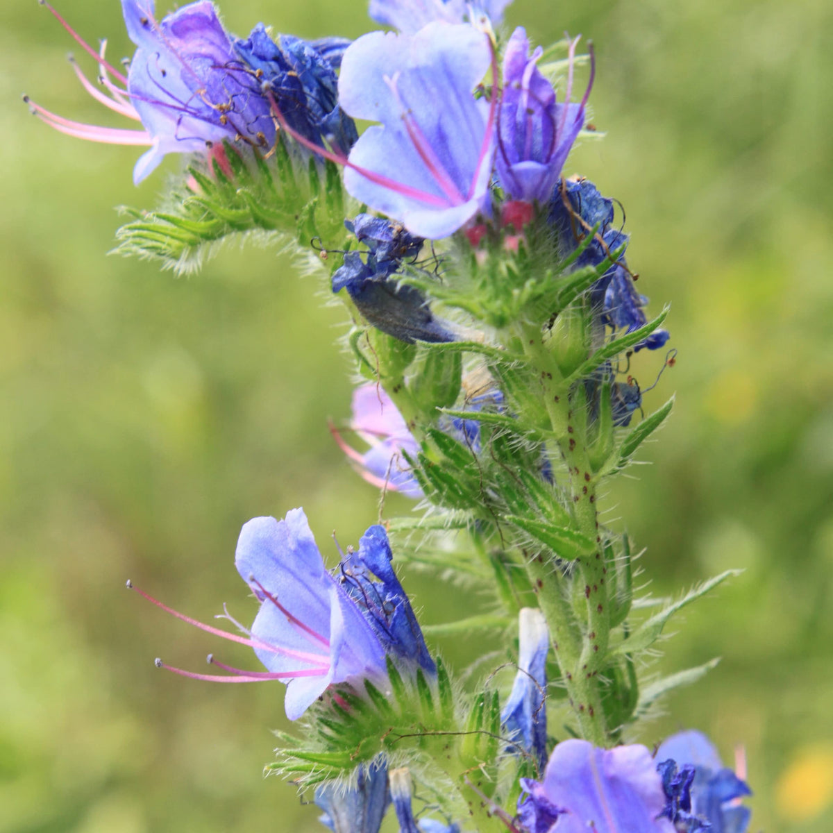 Viper’s Bugloss Echium Vulgare Natternkopf Flower Seeds for Planting – Great for Pollinator Gardens and Wildflower Beds