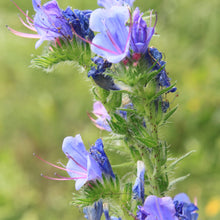 Viper’s Bugloss Echium Vulgare Natternkopf Flower Seeds for Planting – Great for Pollinator Gardens and Wildflower Beds