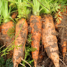 Danvers Carrot Seeds for growers stocking a kitchen garden