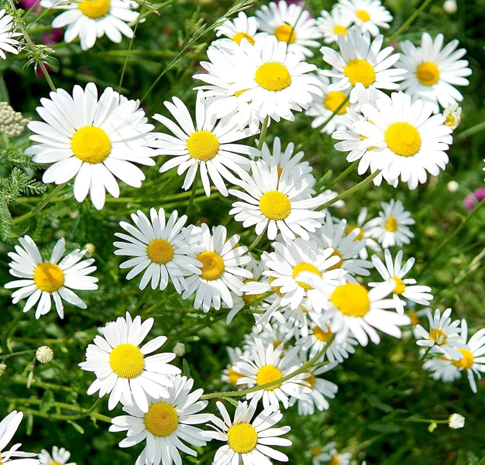 Ox Daisy Marguerite Chrysanthemum Leucanthemum Flower Plant - for planting in home garden