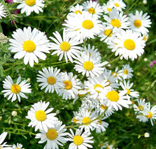 Ox Daisy Marguerite Chrysanthemum Leucanthemum Flower Plant - for planting in home garden