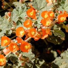 Desert Globemallow Seeds (Sphaeralcea ambigua) for seasonal color across the Xeriscape Garden