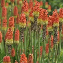 Torch Lily Red Hot Poker Seeds for colorful blooms in the Vibrant Garden Blooms