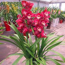 Rare Cymbidium Orchid Cymbidium Seeds for growers filling out the Flower Bed & Urban Garden