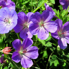 Blue Geranium Seeds (Geranium spp.) for seasonal color across the Flower Bed & Urban Garden