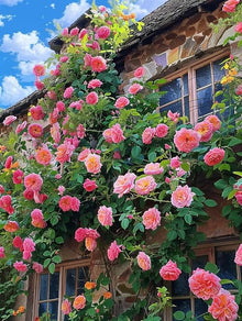 Rose Seeds (Rosa multiflora) for trellises and fences in the vertical garden or trellis backyard areas