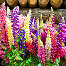 Washington Lupine Lupinus Polyphyllus flower Seeds for a lasting display in the home garden and pollinator-friendly spaces