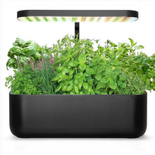 Stockel Herb Seeds for gardeners building out beds and borders
