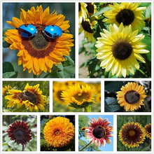 Common Sunflower Seeds (Helianthus annuus) for growers filling out the home garden beds